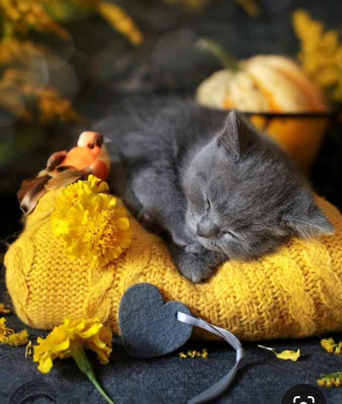 Screenshot_20240214_172734_Pinterest