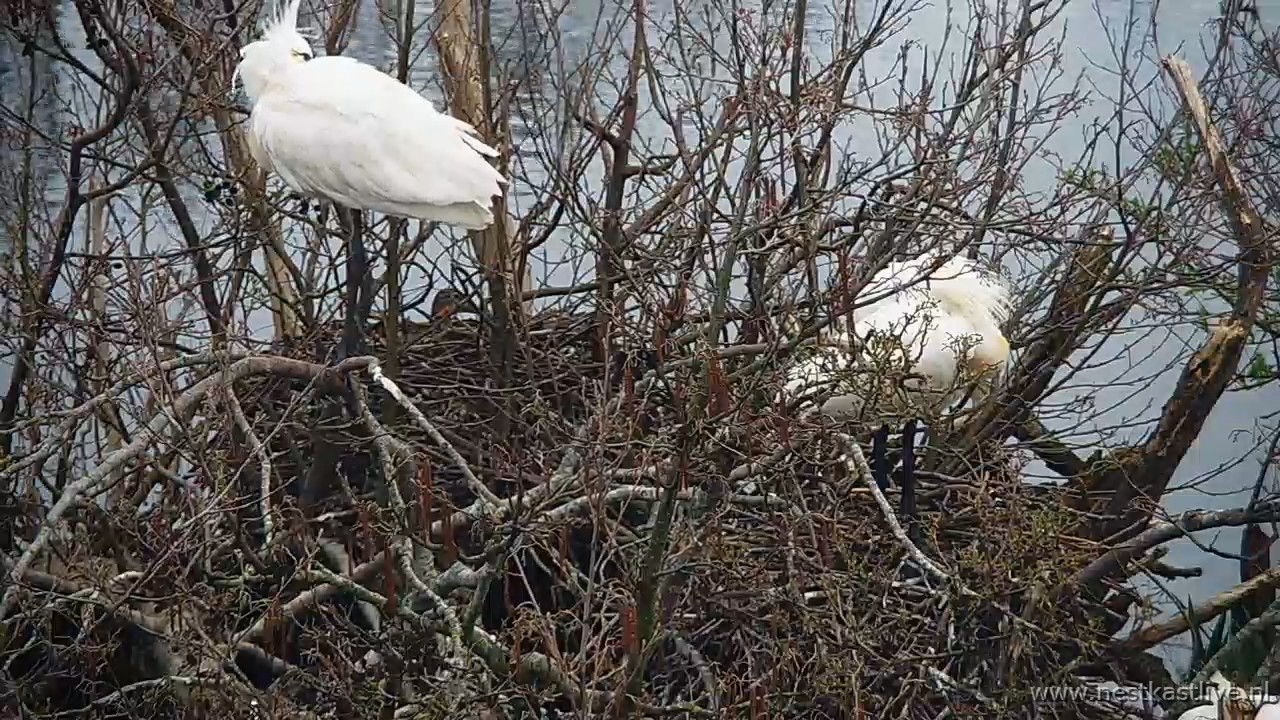 snapshot 2026 03 31T082110 789