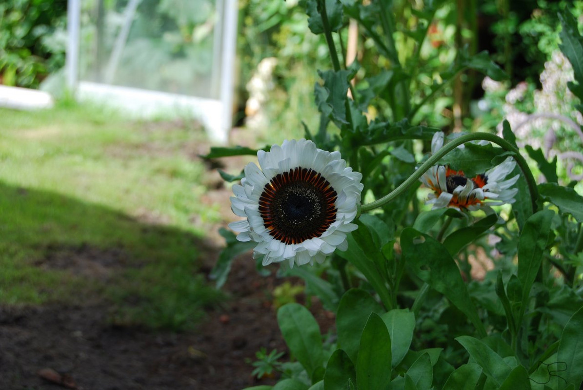 DSC_0227 (3)