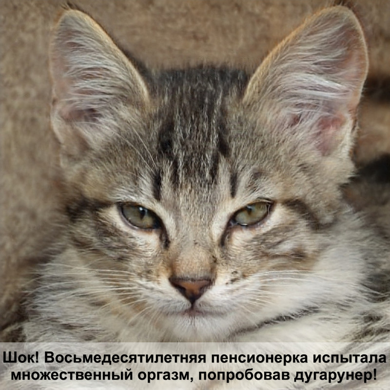 абиссинская кошка серебристого окраса