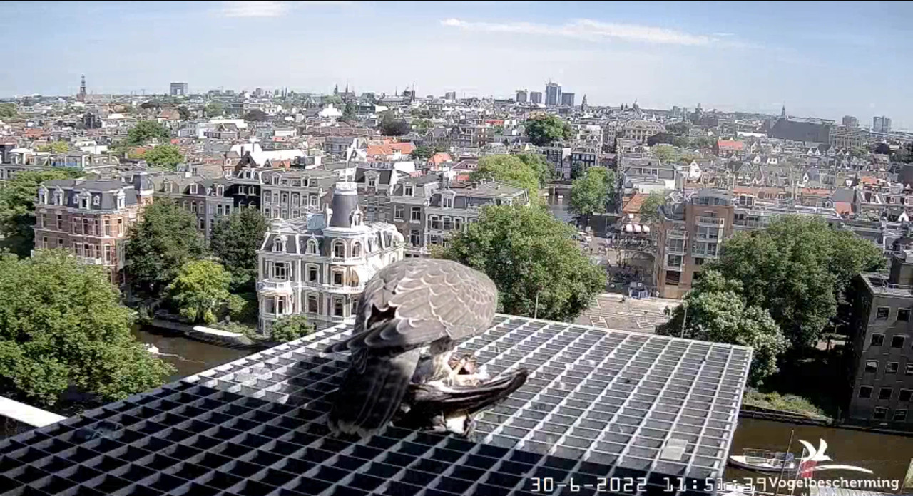 Amsterdam/Rijksmuseum screenshots © Beleef de Lente/Vogelbescherming Nederland - Pagina 35 Video-2022-06-30-115338-Moment-7