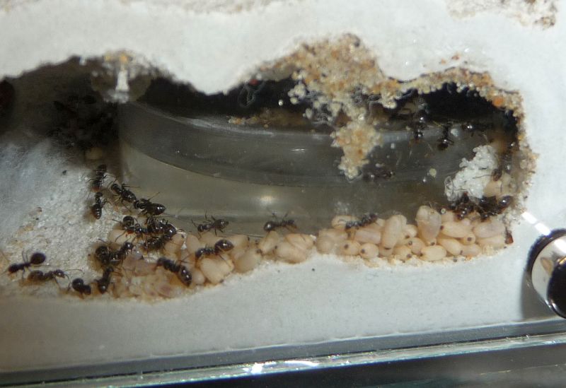 2205-Lasius-brood.jpg