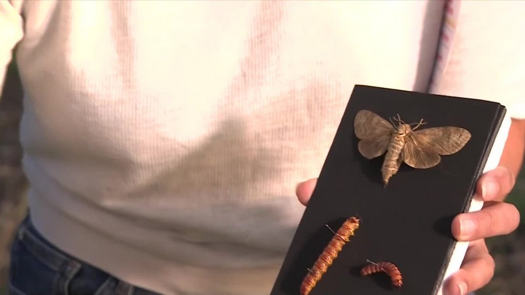 [Image: w6mn7dx02csi.jpg]