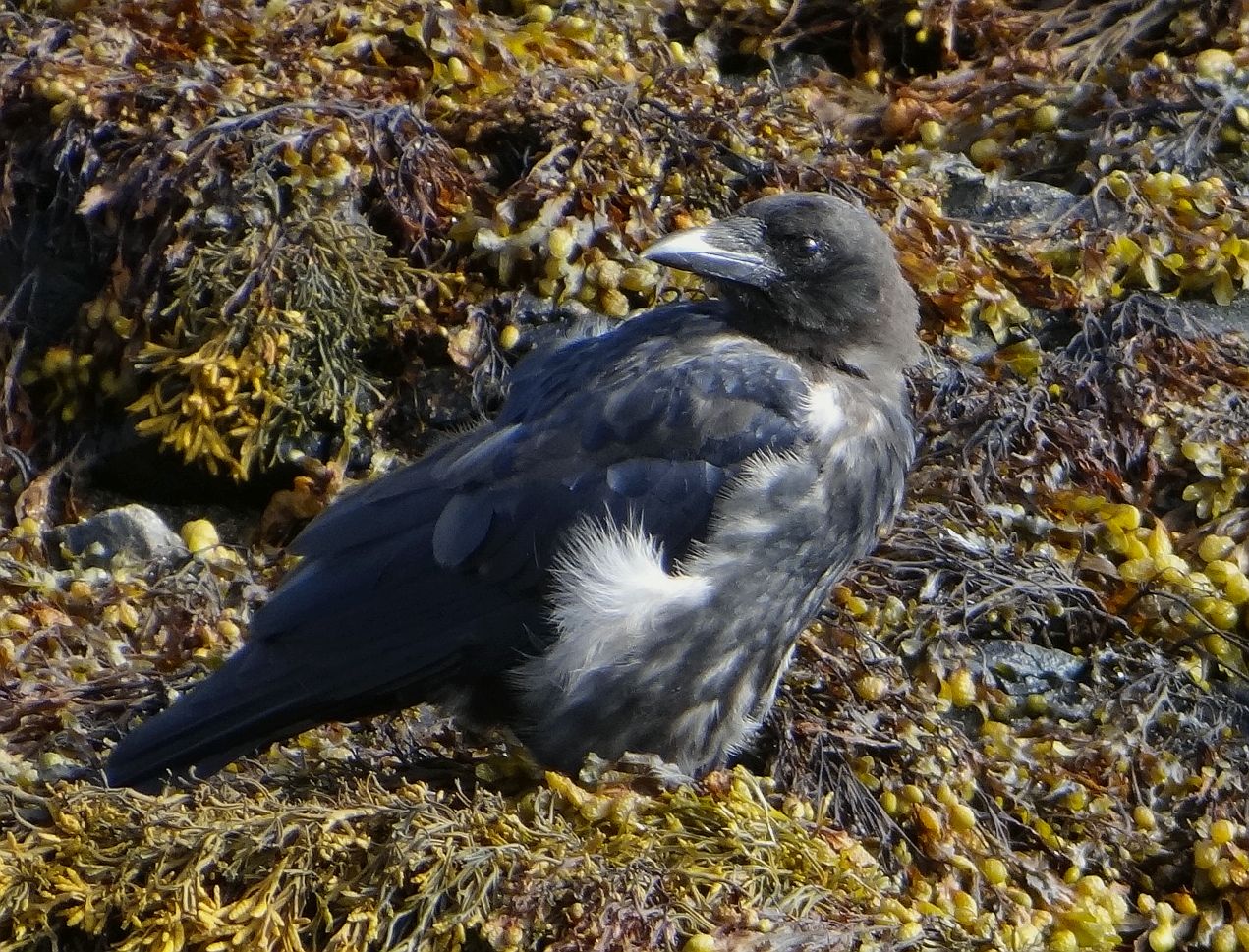 YOUNG CROW 2 070823 — Postimages