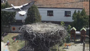 Kép