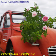 passion-citroen-2.jpg