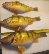 [Image: 2-19-25-willard-perch.jpg]