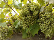 IMG-20220814-141852