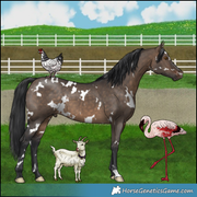 Sussex Hen, Goat, Flamingo