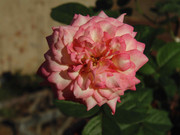 9.3.it appears Rosy has changed III