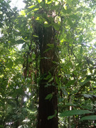 Arroceros-Forest-Park-Manila-Bagras20260716-150804