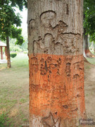 BBG&B6AroundTheGuesthousePics - 8