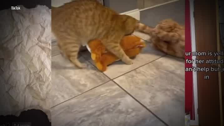 [Image: 5gs53vpr8sck.jpg]