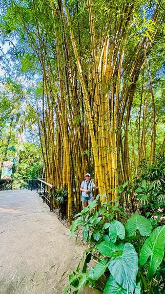 В джазе только девушки или аргентинско-бразильский калейдоскоп В джазе только девушки или аргентинско-бразильский калейдоскоп