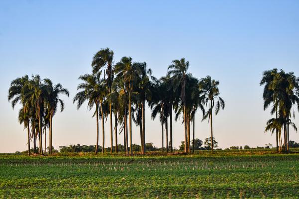 В джазе только девушки или аргентинско-бразильский калейдоскоп В джазе только девушки или аргентинско-бразильский калейдоскоп