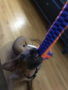 Rocco the Rhodesian Ridgeback 21