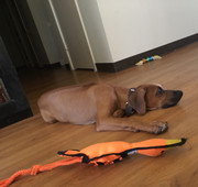 Rocco the Rhodesian Ridgeback 22