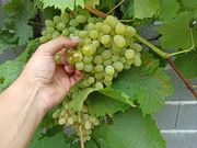 IMG-20220814-141932