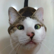 2018-05-31 05.47.29 1791393235510094979_338237262