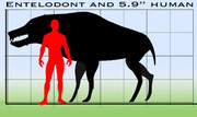Entelodont4