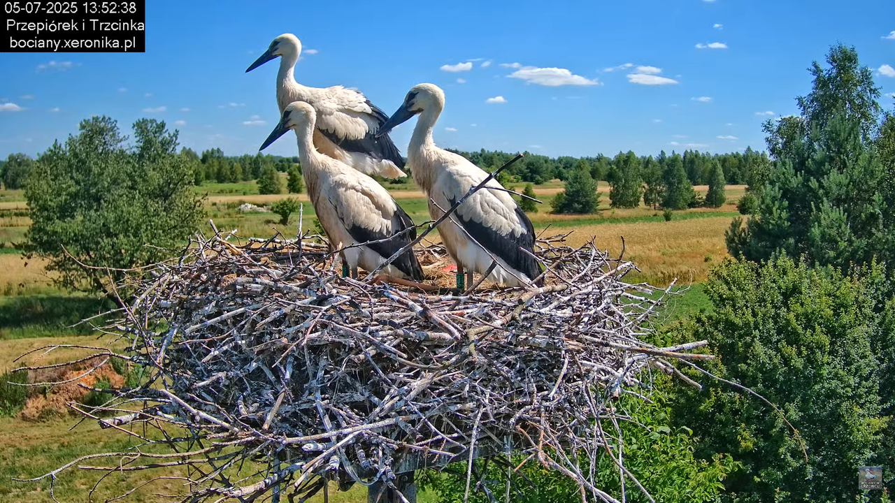 05072025bociany42