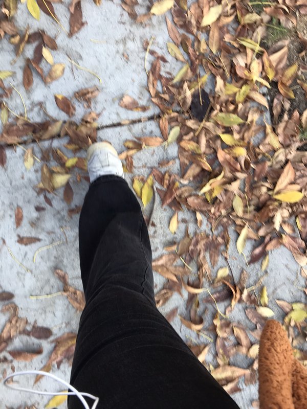 autumn leaves