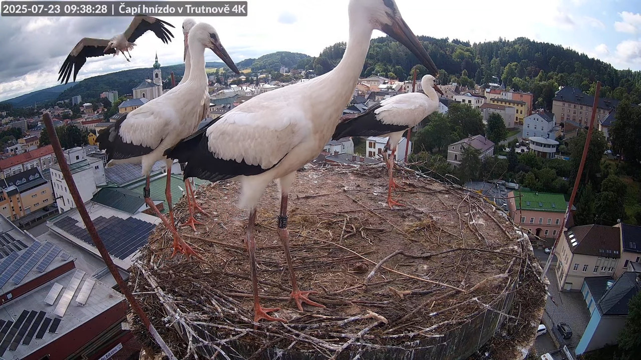 Živě z čapího hnízda na pivovarském komíně v Trutnově 13-39-1 screenshot