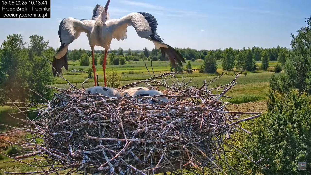15062025bociany20