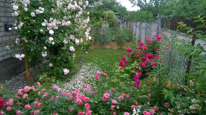 WP_20150621_10_47_04_Pro