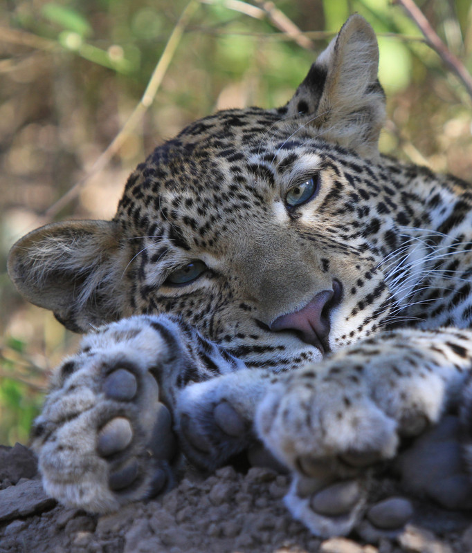 leopard
