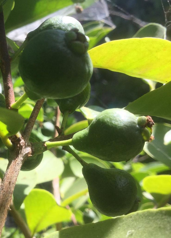 8797D3A5-466C-46A9-9DFC-1D98D8179AA1