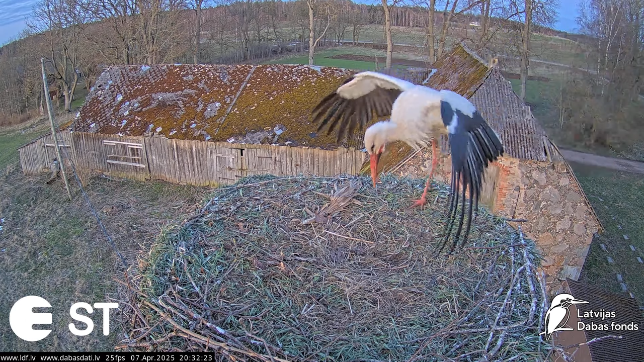 (7) Baltie stārķi (Ciconia ciconia) Tukuma novadā __ White storks in Tukums, Latvia - YouTube - 823_