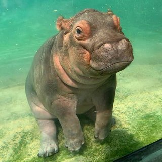 hippo.jpg