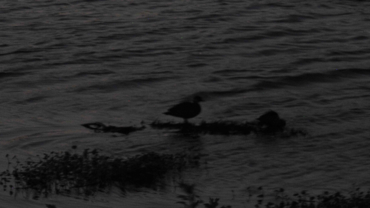 27.3.black ducks look weird from afar III (bright up)