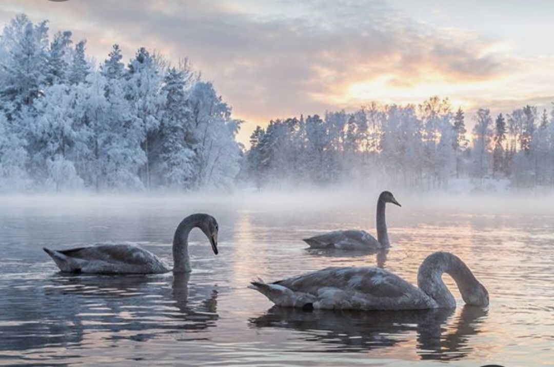 Screenshot_20230305_002753_Pinterest