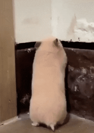 daily-gifdump-3379-23.gif