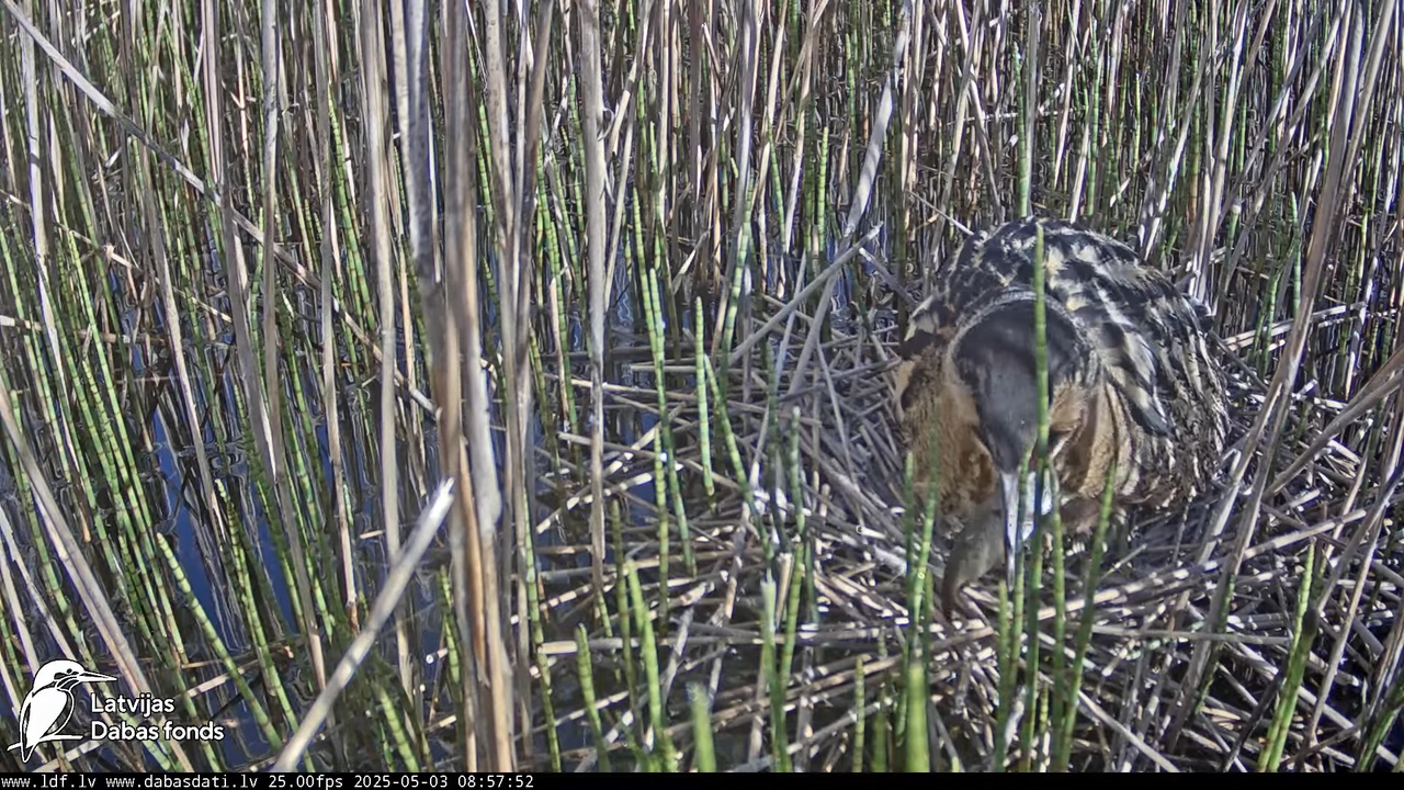 LDF Lielais dumpis (Botaurus stellaris) Zemītes pagastā 15-50-7 screenshot