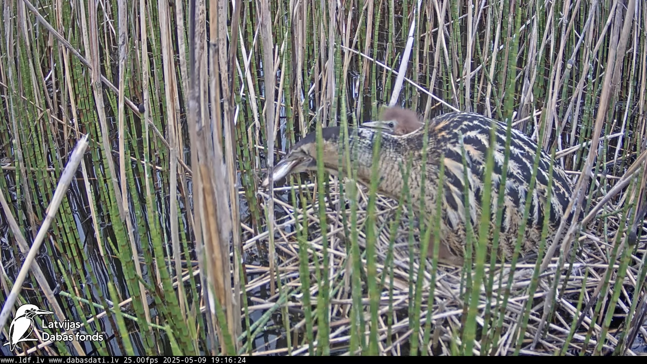 LDF Lielais dumpis (Botaurus stellaris) Zemītes pagastā 10-4-29 screenshot