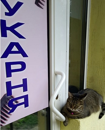 Кіт біля перукарні