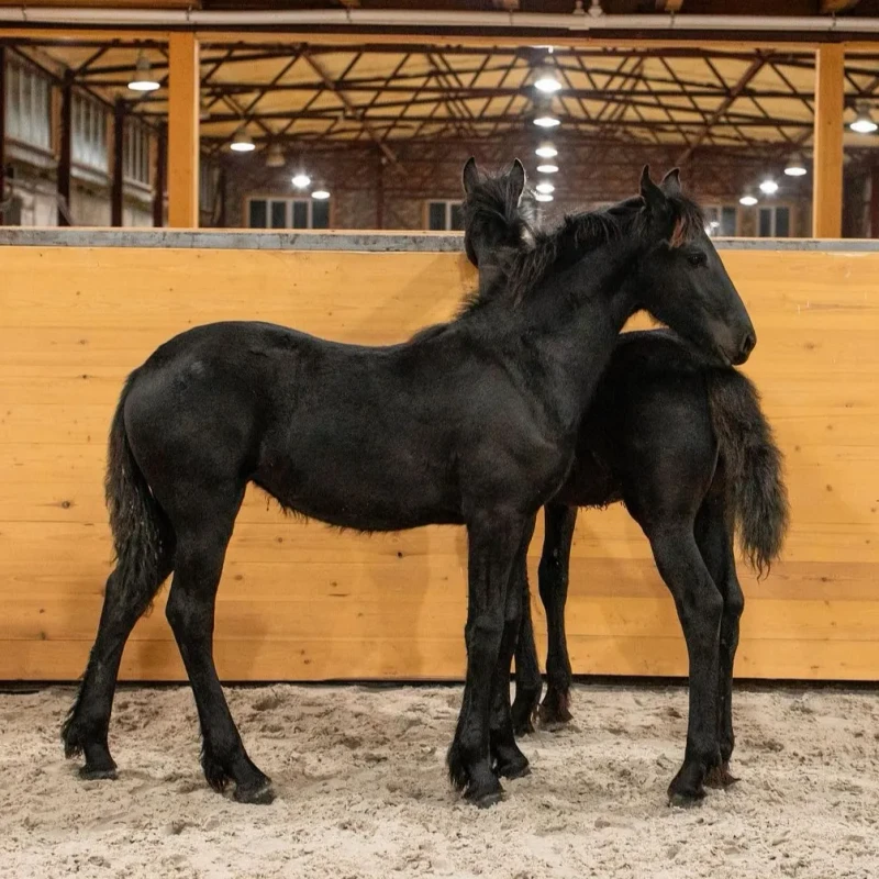 Premium KFPS registered black Friesian stallion