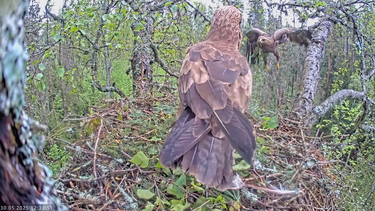 Väike-konnakotkas __ Clanga pomarina __ Lesser Spotted Eagle 18-49-36 screenshot