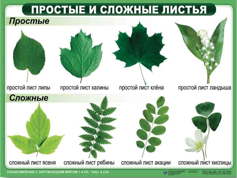 Опадение листьев у растений особенности процесса и его роль в жизни растений.