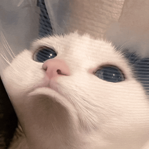 sad cat sad cat meme