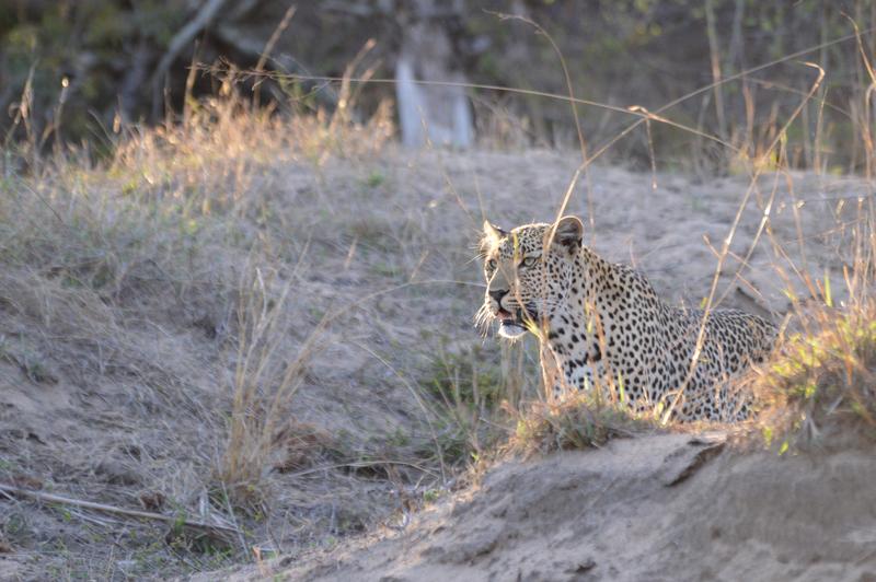 DÍA 11:  KRUGER (Lower Sabie)- SABI SAND (Elephant Plains Game Lodge) - Sudáfrica y Seychelles 2018 -  Una Honeymoon llena de vida (24)