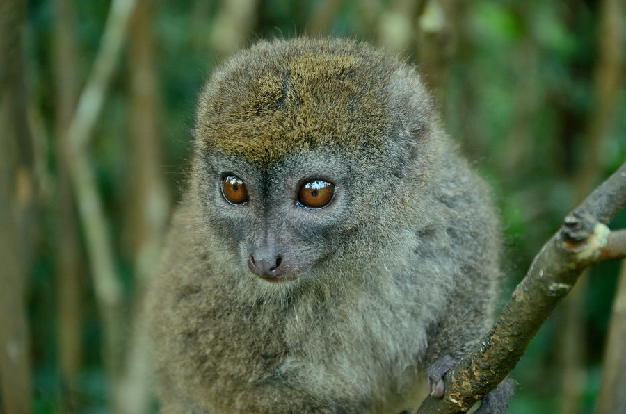 Бамбуковый лемур