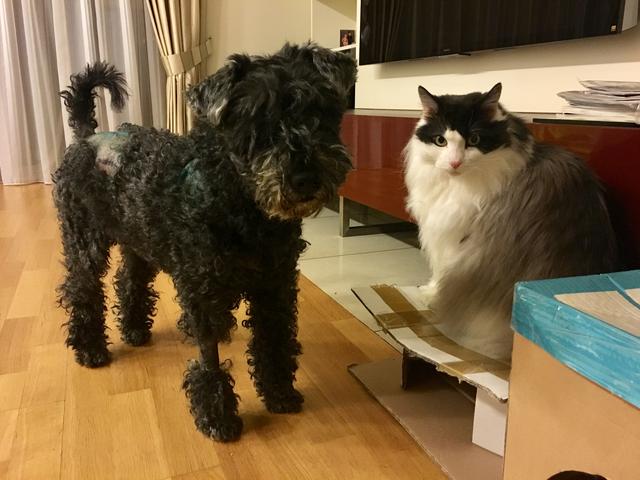 612-CF611-97-DA-4429-9-FEF-F63-FA62-B76-