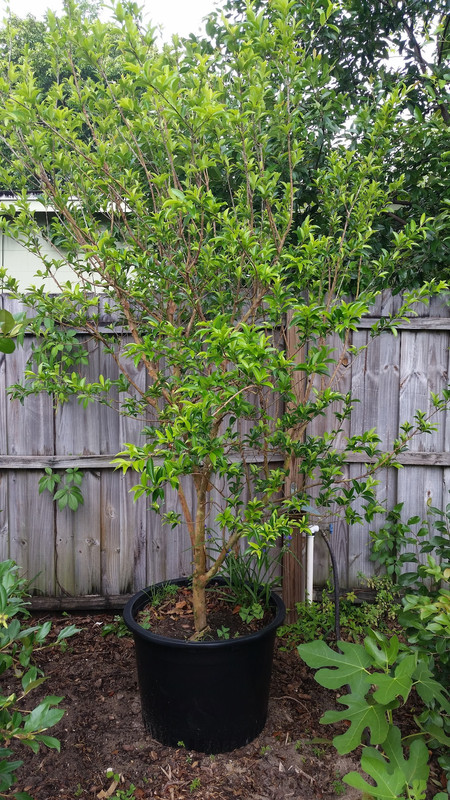 Cherry of the Rio Grande1