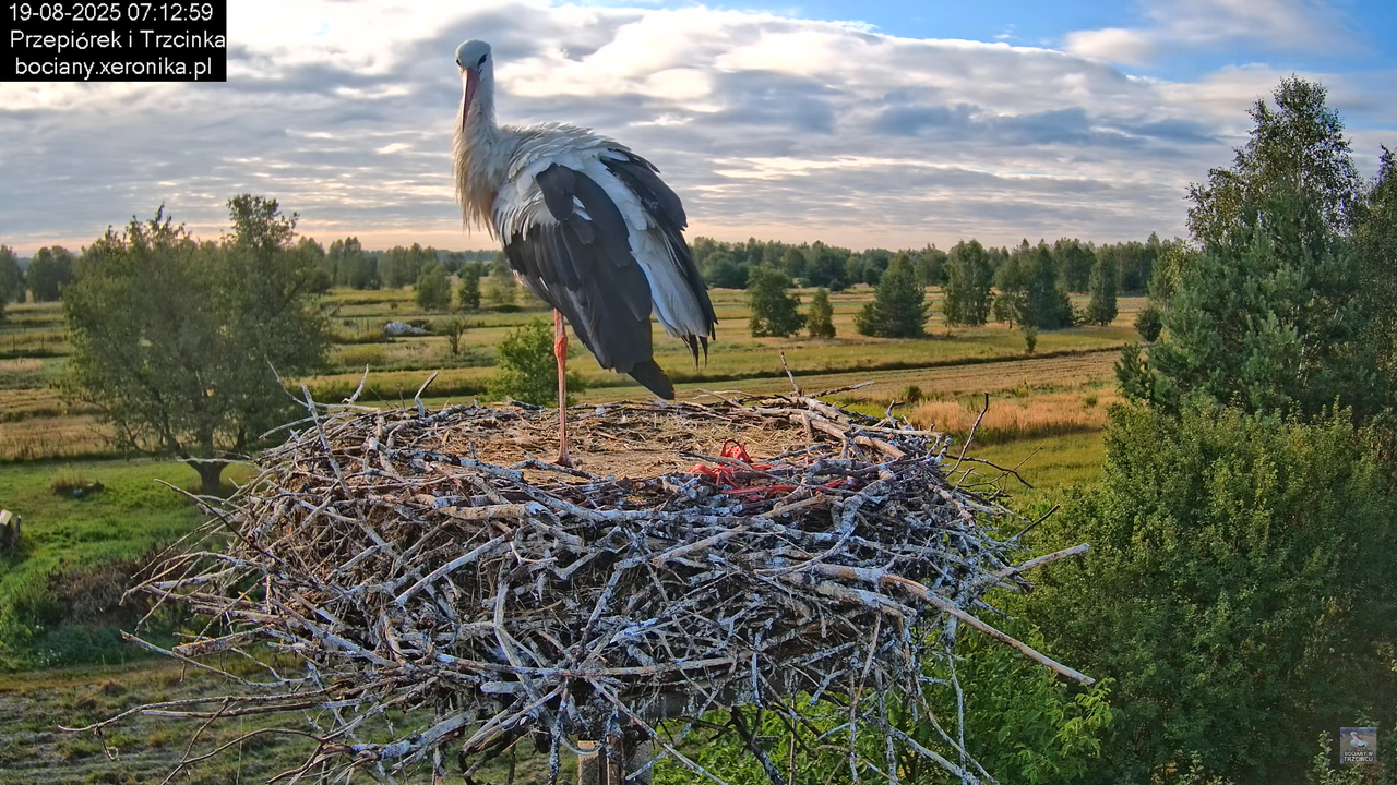 19082025bociany6