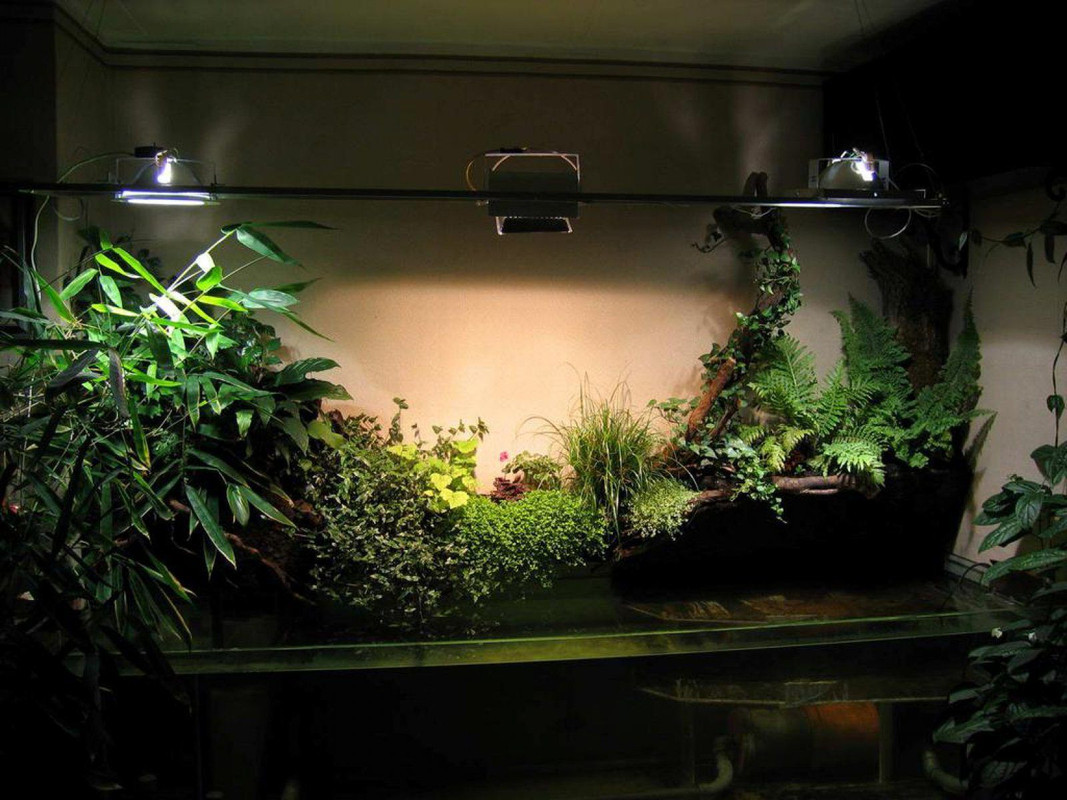 Одонтоглоссум как обеспечить необходимое освещение для растения;