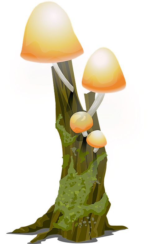 Pumpkinfairykitpudmushroom